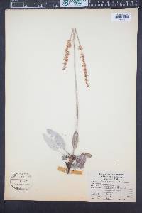 Eriogonum racemosum image