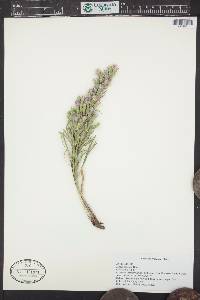 Liatris punctata image