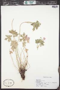 Geranium caespitosum image