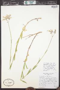 Silene vulgaris image