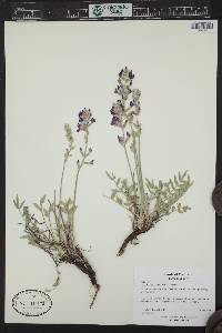 Oxytropis lambertii image