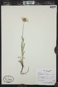 Gaillardia aristata image