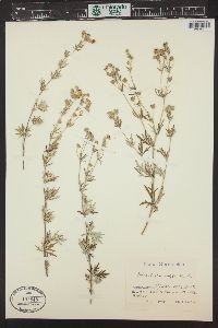 Potentilla argentea image