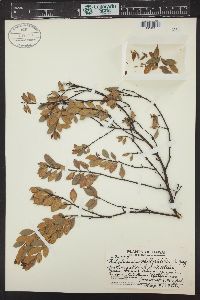 Wikstroemia phillyreifolia image