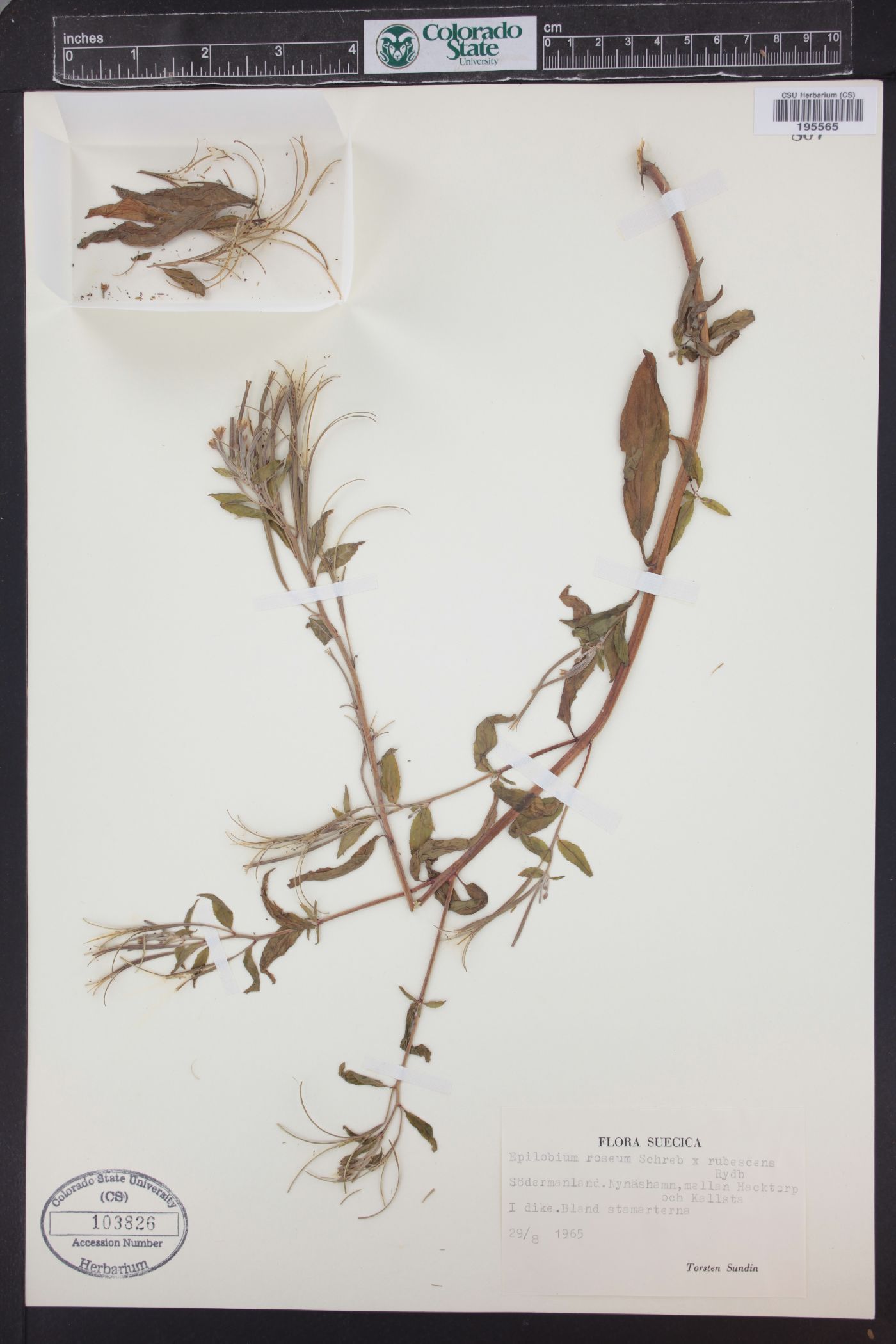 Epilobium roseum image