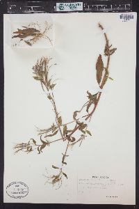 Epilobium roseum image