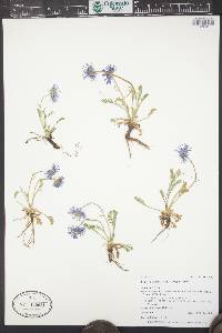 Erigeron pinnatisectus image