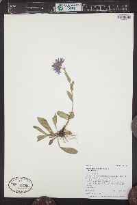 Erigeron glacialis image