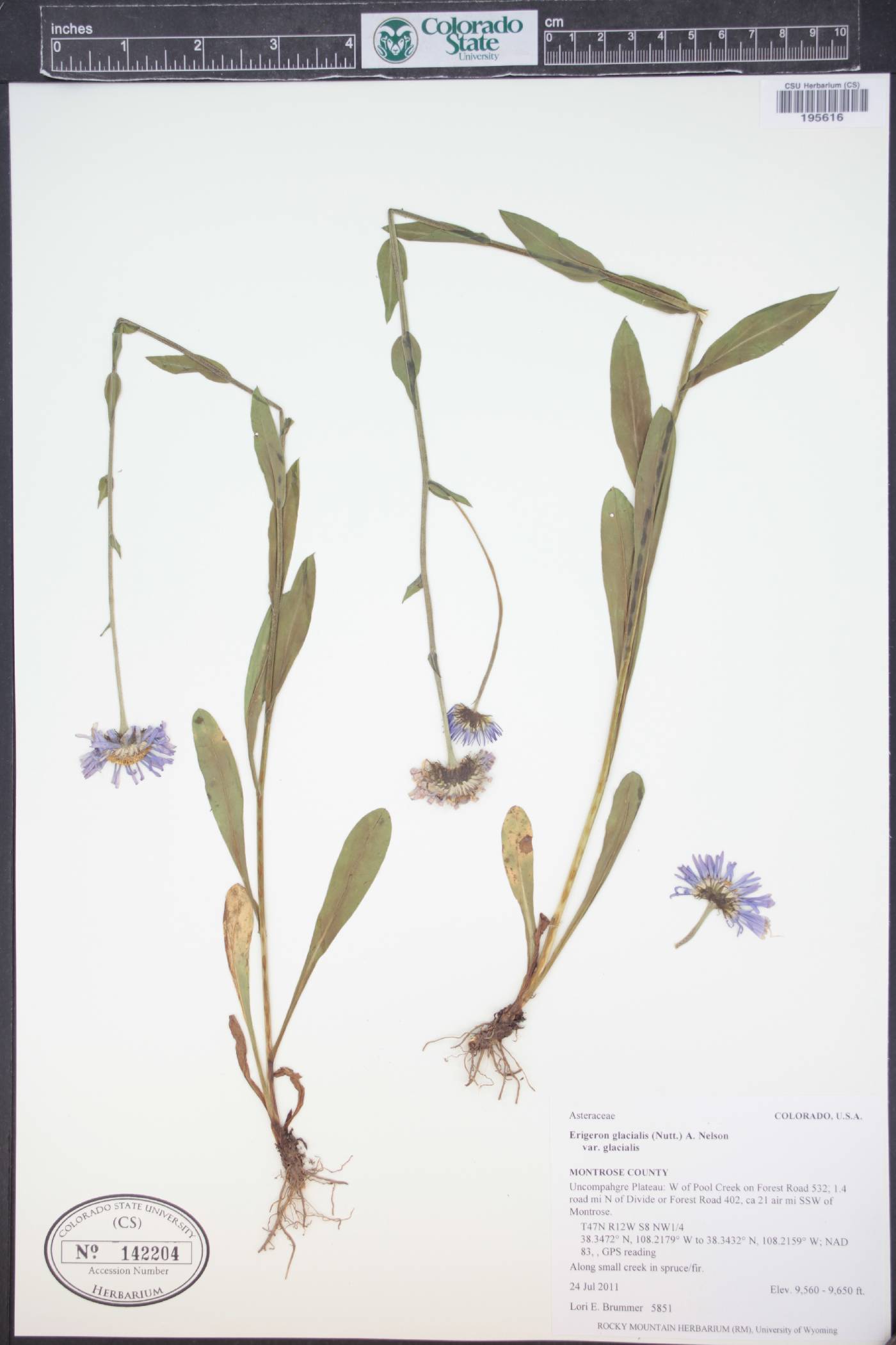 Erigeron glacialis var. glacialis image