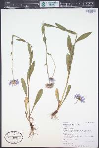 Erigeron glacialis var. glacialis image