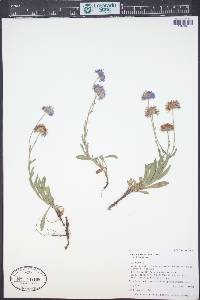 Erigeron formosissimus var. formosissimus image