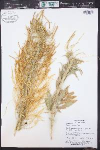 Stanleya tomentosa image