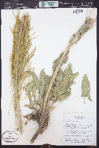 Stanleya tomentosa image