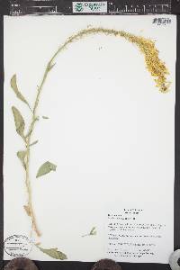 Stanleya pinnata image