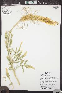 Stanleya pinnata image