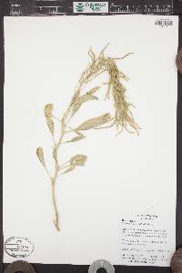 Stanleya pinnata image