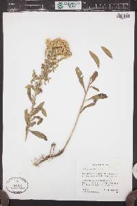 Solidago velutina subsp. sparsiflora image