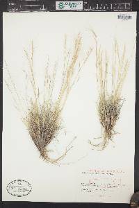 Aristida purpurea var. fendleriana image