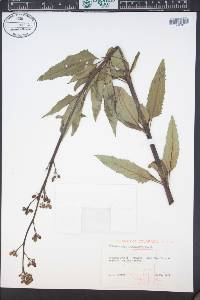 Scrophularia lanceolata image
