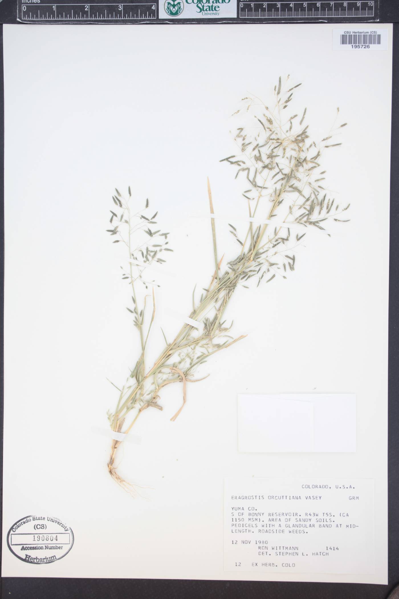 Eragrostis mexicana subsp. virescens image