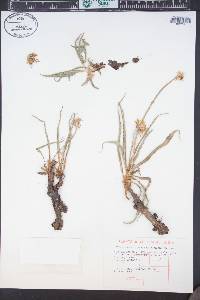 Nothocalais cuspidata image