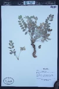 Astragalus shortianus image