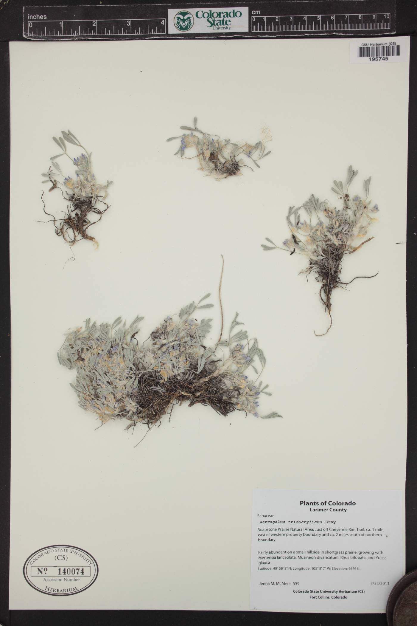 Astragalus tridactylicus image