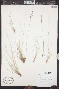 Festuca rubra image