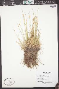 Juncus hallii image