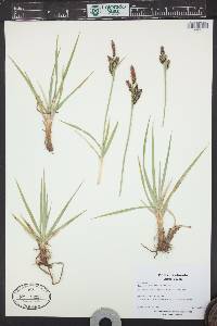 Carex nebrascensis image