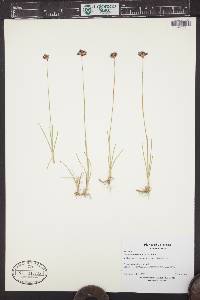 Juncus nevadensis image