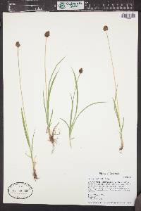 Carex jonesii image