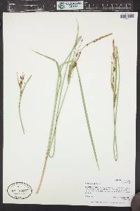 Carex emoryi image