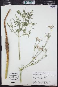 Conium maculatum image