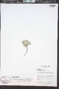Oreocarya celosioides image