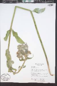 Asclepias arenaria image