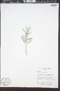 Astragalus mollissimus image