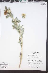 Cirsium undulatum image