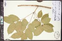 Swietenia macrophylla image