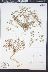 Euphorbia exigua image