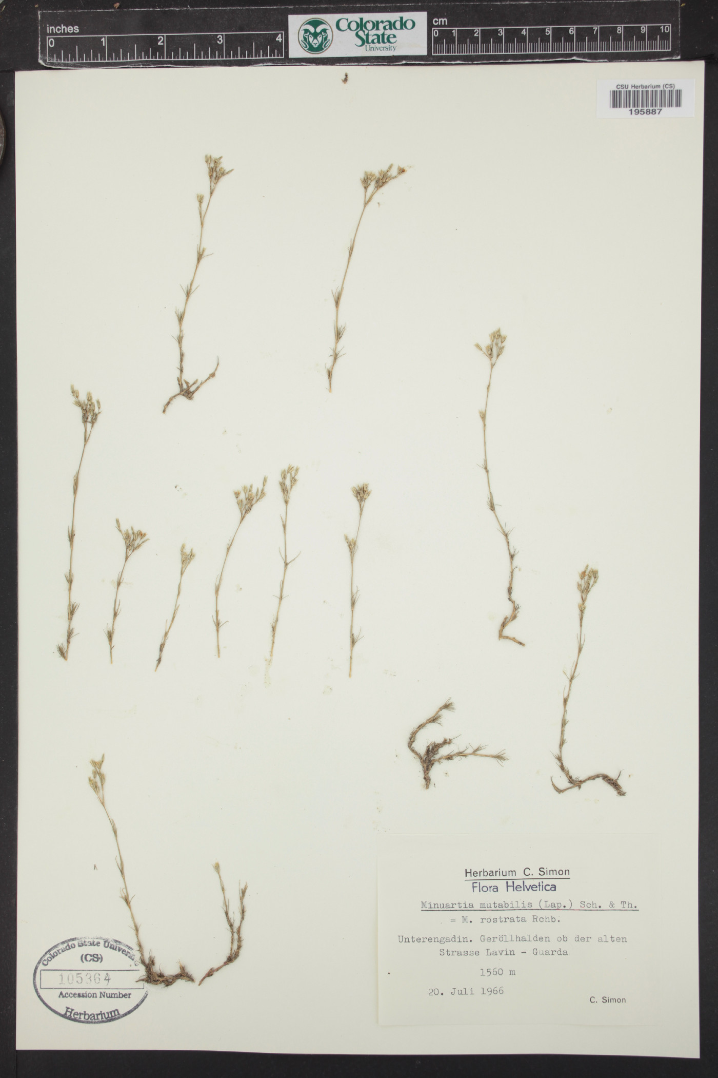 Minuartia mutabilis image