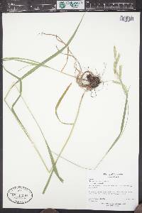 Bromus inermis subsp. inermis image