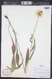 Rudbeckia hirta var. pulcherrima image