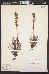 Pedicularis parryi image