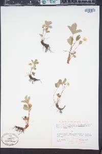 Fragaria virginiana subsp. glauca image