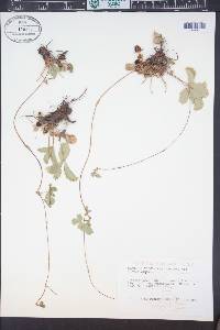Fragaria virginiana subsp. glauca image