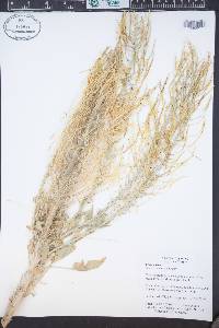 Stanleya tomentosa image
