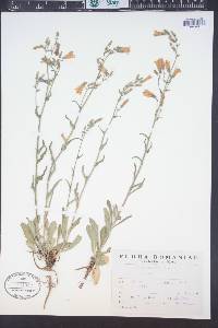 Campanula sibirica image