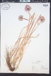 Allium schoenoprasum image