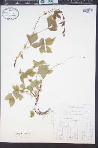 Ribes spicatum image